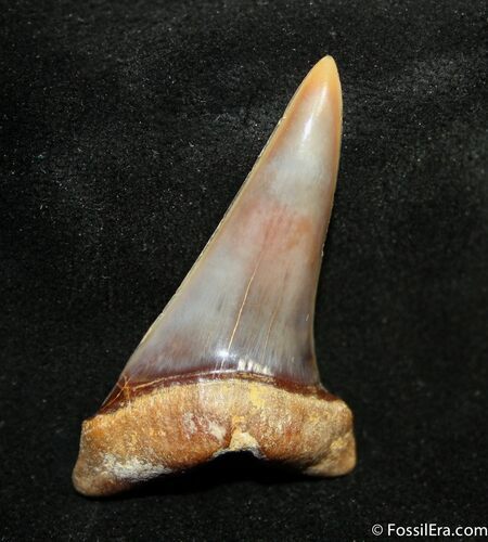 Pristine Peruvian Fossil Mako Tooth - / Inches #1532